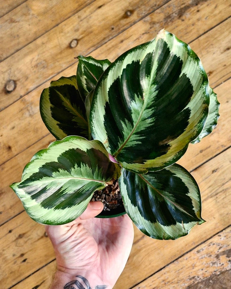Calathea ‘Shinestar' - Plant Daddy
