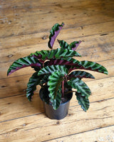 Calathea ‘Velvet Glory’ - Plant Daddy