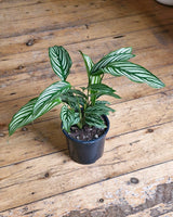 Calathea ‘Vittata’ - Plant Daddy