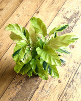 Calathea ‘Yellow Fusion’ - Plant Daddy