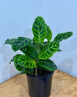 Calathea 'Zebrina' - Plant Daddy