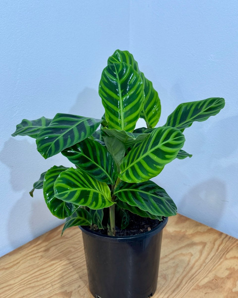 Calathea 'Zebrina' - Plant Daddy