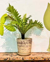 Cali Ceramic Pot - Plant Daddy