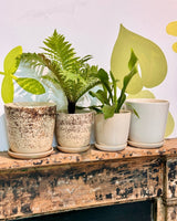 Cali Ceramic Pot - Plant Daddy