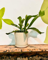 Cali Ceramic Pot - Plant Daddy