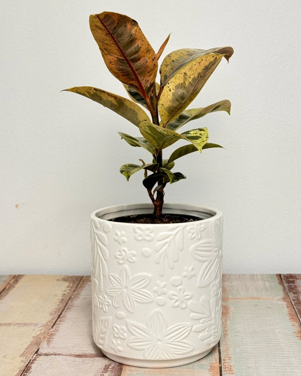 Canopy Ceramic Pot - Plant Daddy