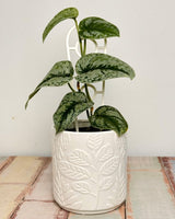 Canopy Ceramic Pot - Plant Daddy