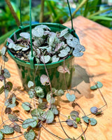 Ceropegia woodii (Chain of Hearts) - Plant Daddy