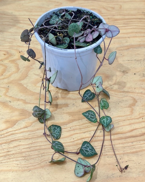 Ceropegia woodii (Chain of Hearts) - Plant Daddy