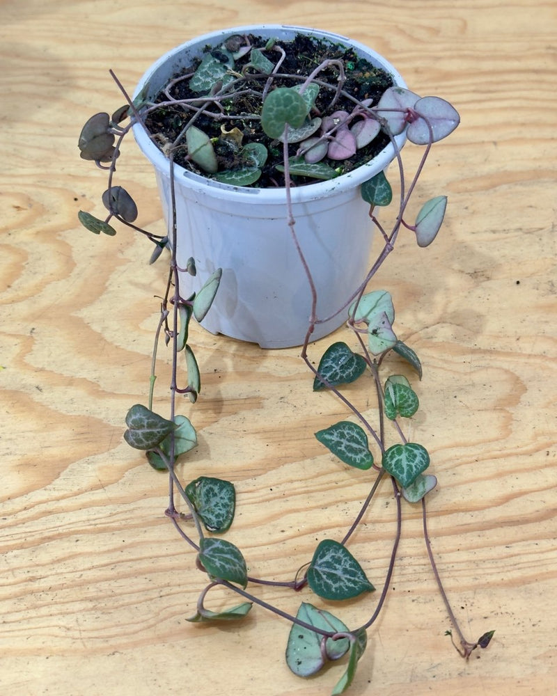 Ceropegia woodii (Chain of Hearts) - Plant Daddy