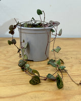 Ceropegia woodii (Chain of Hearts) - Plant Daddy