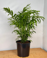 Chamaedorea elegans (Parlour Palm) - Plant Daddy