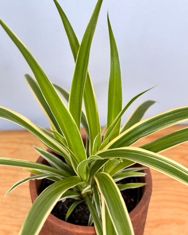 Chlorophytum cv. (Spider Plant) - Plant Daddy
