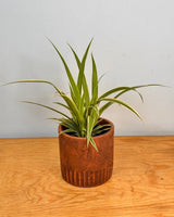 Chlorophytum cv. (Spider Plant) - Plant Daddy