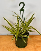 Chlorophytum cv. (Spider Plant) - Plant Daddy