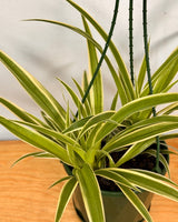 Chlorophytum cv. (Spider Plant) - Plant Daddy