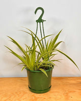 Chlorophytum cv. (Spider Plant) - Plant Daddy