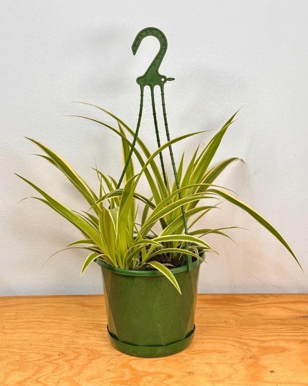 Chlorophytum cv. (Spider Plant) - Plant Daddy