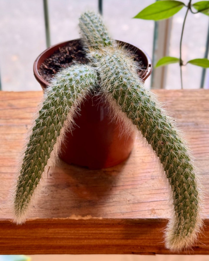 Cleistocactus colademononis (Monkey Tail Cactus) - Plant Daddy