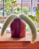 Cleistocactus colademononis (Monkey Tail Cactus) - Plant Daddy