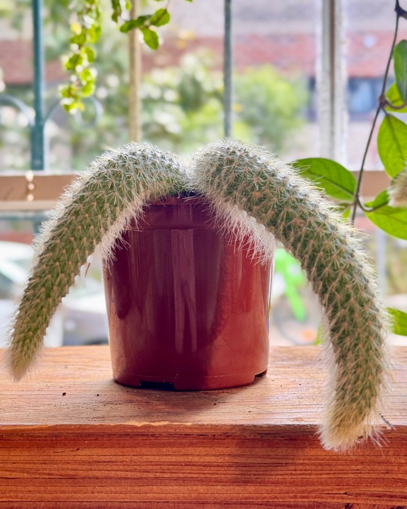 Cleistocactus colademononis (Monkey Tail Cactus) - Plant Daddy