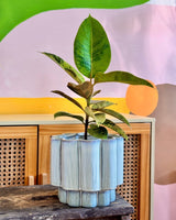 Cloud Burst Ceramic Pot - Plant Daddy