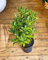 Codiaeum variegatum (Croton) - Plant Daddy