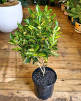 Codiaeum variegatum (Croton) - Plant Daddy