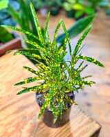 Codiaeum variegatum mix (Croton) - Plant Daddy