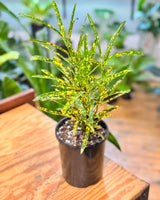 Codiaeum variegatum mix (Croton) - Plant Daddy
