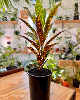 Codiaeum variegatum var. - Plant Daddy