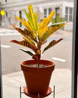 Codiaeum variegatum var. Croton - Plant Daddy