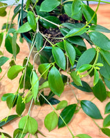 Codonanthe crassifolia (Bell Flower) - Plant Daddy