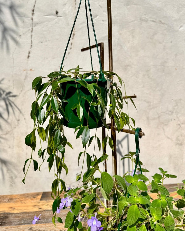 Codonanthe crassifolia (Bell Flower) - Plant Daddy