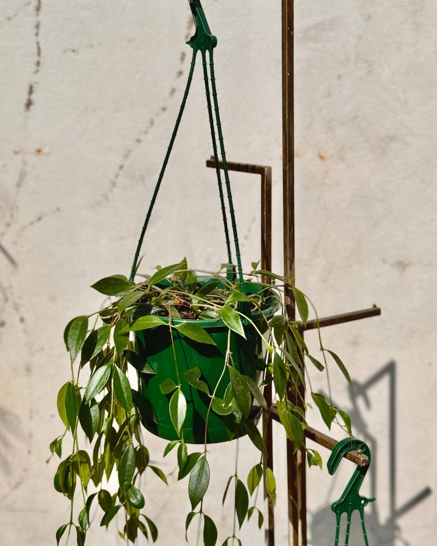 hanging bell plant Codonanthe crassifolia (Bell Flower)