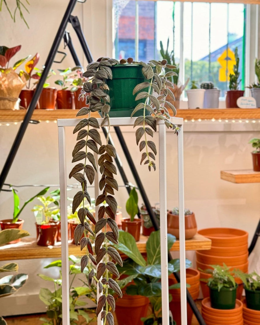 Columnea Gloriosa 'Purpurea' - Trailing Indoor Plant | Plant Daddy