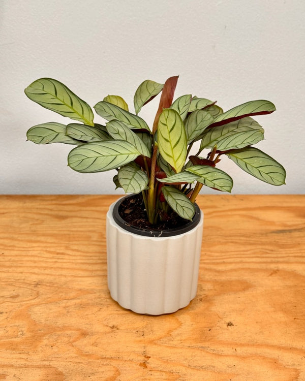 Ctenanthe amagris - Plant Daddy