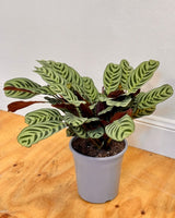 Ctenanthe burle-marxii - Plant Daddy