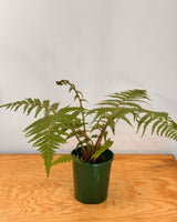 Cyathea cooperi (Lacy Tree Fern) - Plant Daddy