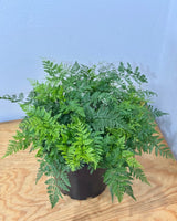Davallia tyermanii (White Rabbits Foot Fern) - Plant Daddy