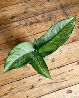 Dieffenbachia ‘Milky Way’ - Plant Daddy