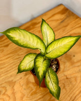 Dieffenbachia ‘Tropic Marianne’ (Dumb Cane) - Plant Daddy