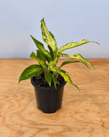 Dieffenbachia ‘Tropic Marianne’ (Dumb Cane) - Plant Daddy