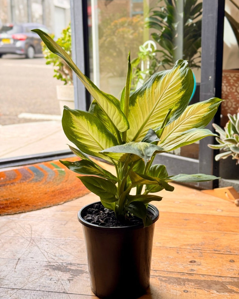 Dieffenbachia ‘Tropic Marianne’ (Dumb Cane) - Plant Daddy