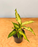 Dieffenbachia ‘Tropic Marianne’ (Dumb Cane) - Plant Daddy
