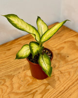 Dieffenbachia ‘Tropic Marianne’ (Dumb Cane) - Plant Daddy