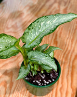 Dieffenbachia ‘Tropic Tiki’ (Dumb Cane Plant) - Plant Daddy