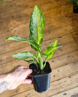 Dieffenbachia ‘Tropic Tiki’ (Dumb Cane Plant) - Plant Daddy