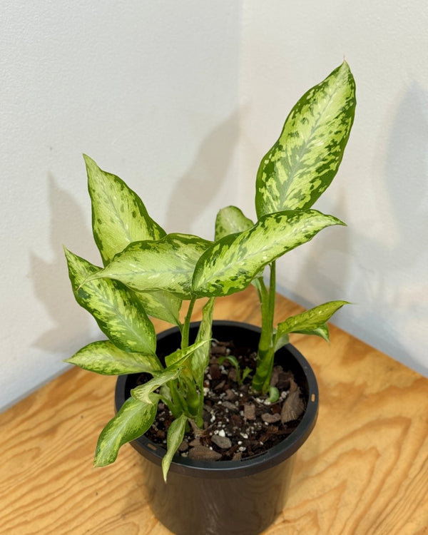 Dieffenbachia Whitii - Plant Daddy