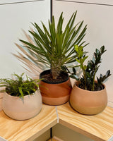 Dollop Ceramic Pot - Plant Daddy